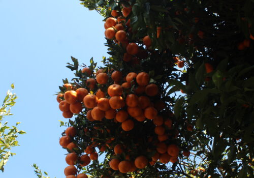 म्याग्दीमा सुन्तला बेचेर ३१ करोड ६० लाख भित्रियो