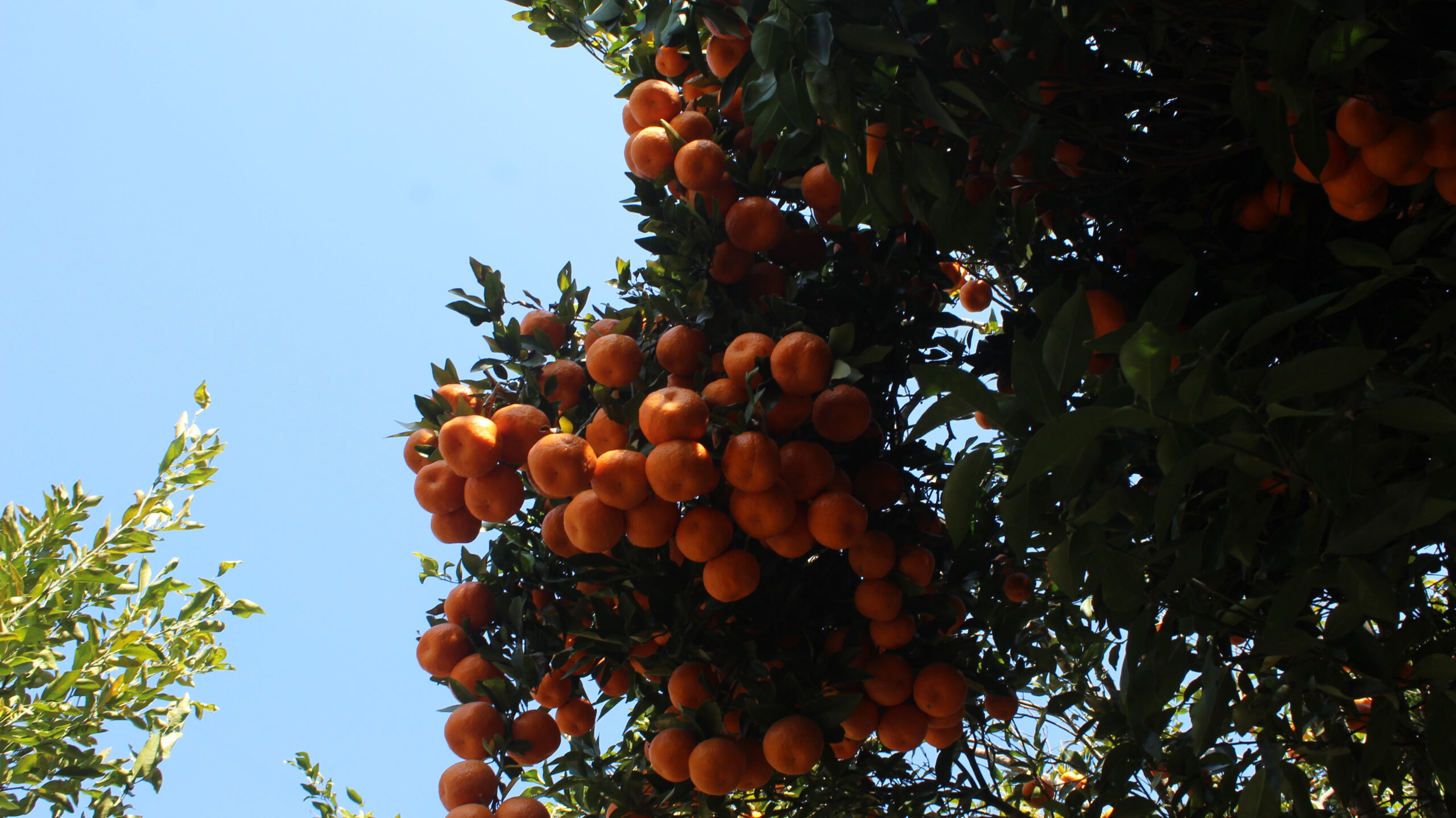 म्याग्दीमा सुन्तला बेचेर ३१ करोड ६० लाख भित्रियो