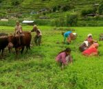 आउँदो मनसुन कस्ते रहला ? खडेरीको जोखिम कि औषत वर्षा ? यस्तो छ, प्रक्षेपण