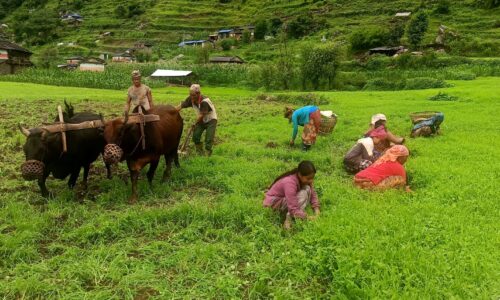 आउँदो मनसुन कस्ते रहला ? खडेरीको जोखिम कि औषत वर्षा ? यस्तो छ, प्रक्षेपण