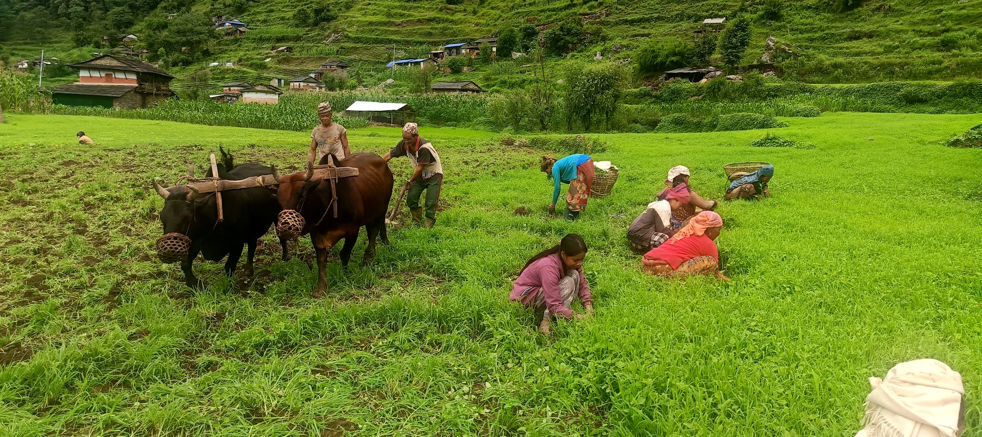 आउँदो मनसुन कस्ते रहला ? खडेरीको जोखिम कि औषत वर्षा ? यस्तो छ, प्रक्षेपण