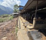 भकारोको गन्धमा ‘नोट’ को सुगन्ध, गाेवरबाट ‘बाेनस’ कमाइ