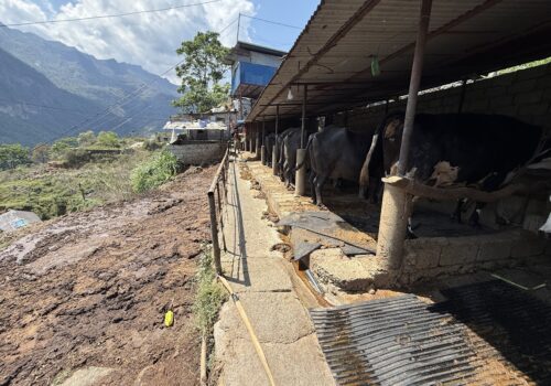 भकारोको गन्धमा ‘नोट’ को सुगन्ध, गाेवरबाट ‘बाेनस’ कमाइ