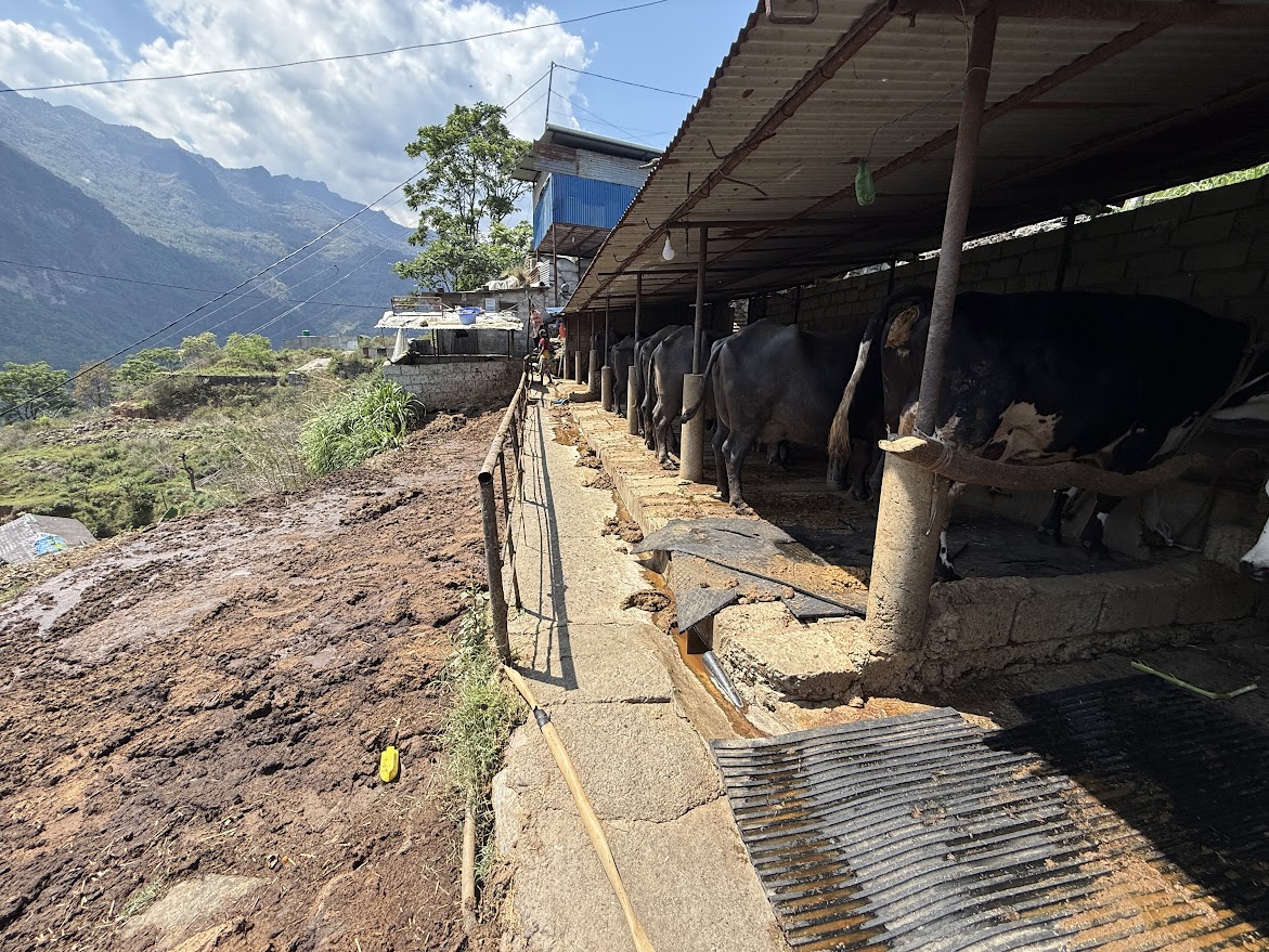 भकारोको गन्धमा ‘नोट’ को सुगन्ध, गाेवरबाट ‘बाेनस’ कमाइ
