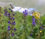 जलवायु परिवर्तनकाे असर नाँसिदै हरियाे ओखती