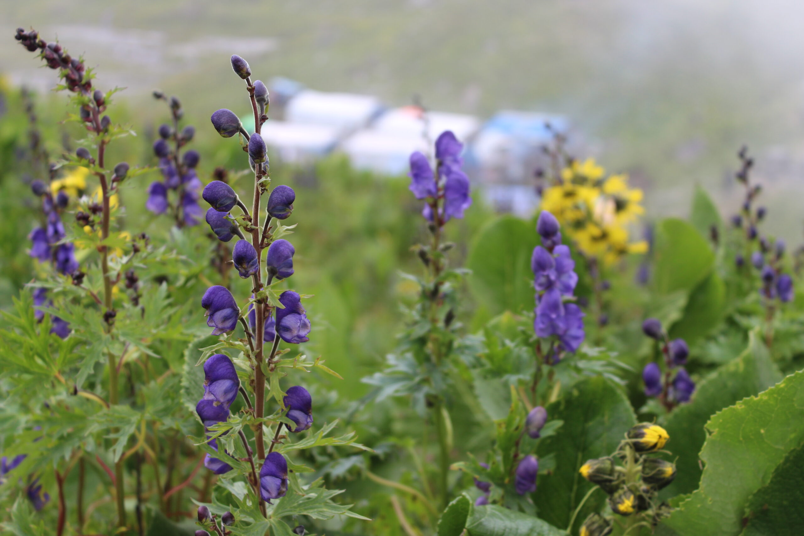 फेरिँदो मौसम, हराउँदो हरियाे ओखती