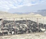 जलवायु संकटले बढायो हिमाली अर्थतन्त्रको चिन्ता, किसान खोज्दैछन् च्यांग्रा जोगाउने उपाय