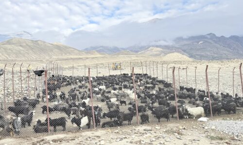IMG_3885 जलवायु संकटले बढायो हिमाली अर्थतन्त्रको चिन्ता, किसान खोज्दैछन् च्यांग्रा जोगाउने उपाय