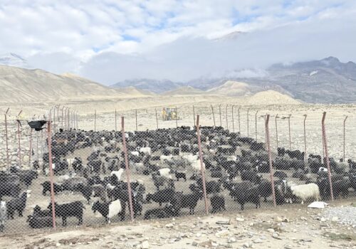 जलवायु संकटले बढायो हिमाली अर्थतन्त्रको चिन्ता, किसान खोज्दैछन् च्यांग्रा जोगाउने उपाय