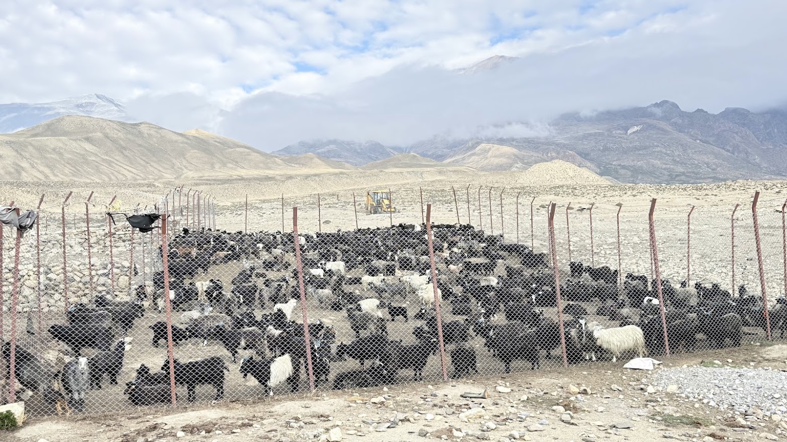 जलवायु संकटले बढायो हिमाली अर्थतन्त्रको चिन्ता, किसान खोज्दैछन् च्यांग्रा जोगाउने उपाय