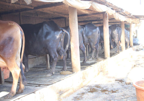 गोवर बेचेर मनग्य कमाउँदै म्याग्दीका किसान