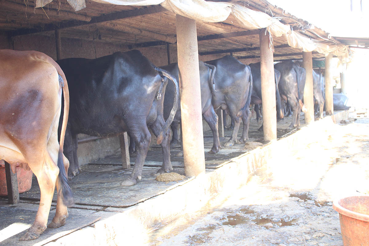 गोवर बेचेर मनग्य कमाउँदै म्याग्दीका किसान