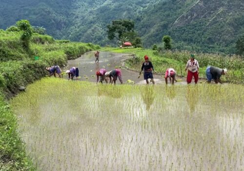 बाँझिँदै खेत, नासिँदै असारे भाका